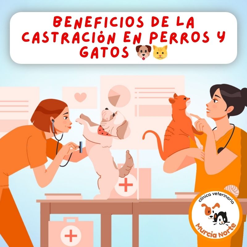 beneficios castración perros y gatos