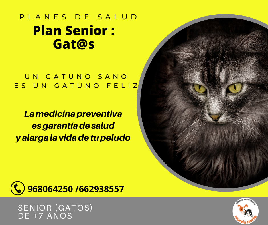 Plan Gato Senior: gatos mayores de 7 a�os